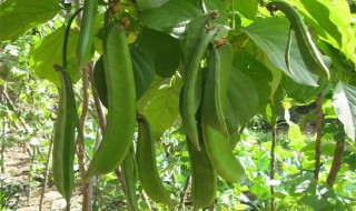 刀豆的种植时间与方法 刀豆的种植时间与方法简单介绍