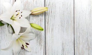 百合花种球种植方法和注意事项 百合花种球种植方法和注意事项是什么