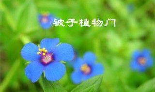什么是被子植物 被子植物是什么