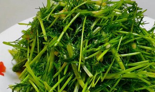 茴香的正确食用方法 茴香的制作方法