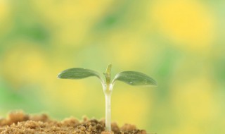 双子叶植物种子和单子叶植物的区别 双子叶植物的叶片有何不同