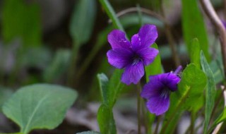 紫花地丁可以泡水喝吗 紫花地丁可不可以泡水喝