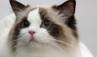 猫感冒了怎么办，暹罗猫感冒了怎么办