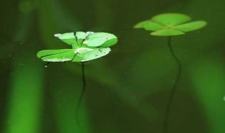浮萍的功效与作用及禁忌 浮萍的功效与作用及禁忌简单介绍