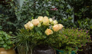 春花养殖方法 春花的养殖方法介绍