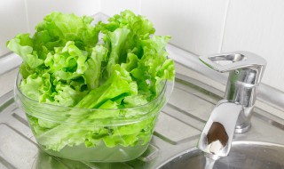 生菜的种植方法及养护（生菜的种植方法及养护要点）