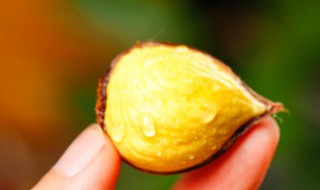 板栗种植方法 板栗种植方法视频播放