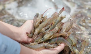 虾面片怎么做 虾面片的做法