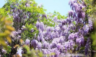 紫藤花什么时候开花 紫藤花何时开花