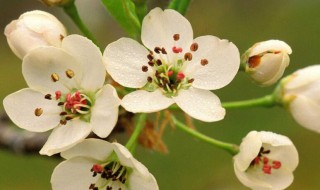 绿梅花和白梅花的功效与作用 绿梅花和白梅花有何功效与作用