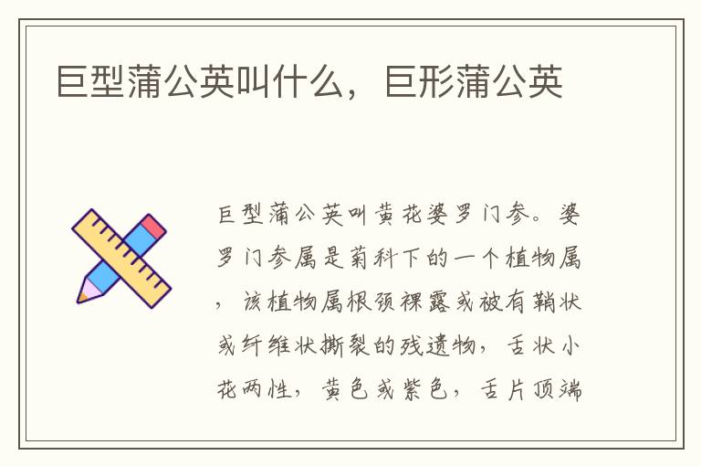 巨型蒲公英叫什么，巨形蒲公英
