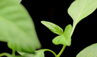 办公室绿植养活妙招 如何在办公室养绿植