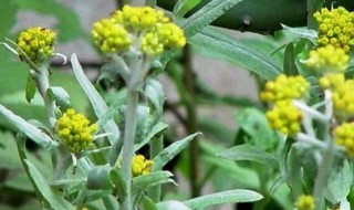 清明菜的功效与作用 清明菜的功效与作用有哪些