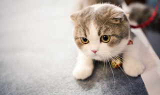 猫的作文怎么写，小老鼠和猫的作文怎么写