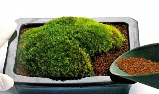 青苔的正确培养方法 青苔怎么培养