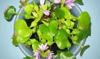 水葫芦怎么养怎么过冬，水葫芦怎样越冬