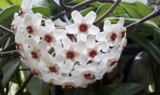 室内藤本植物有哪些（室内藤类植物有哪些）
