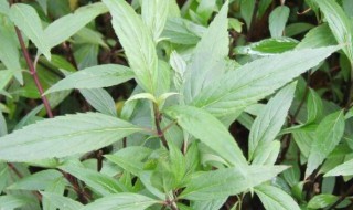 透骨草的功效与作用及禁忌 透骨草有什么功效与作用及禁忌