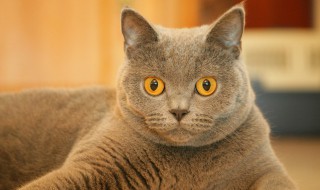 猫咪吃的鸡胗怎么做 猫咪吃的鸡胗做法
