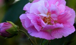 芙蓉花和荷花是一种花吗 芙蓉花和荷花属不属于同类呢