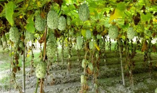 火星果种植方法和注意事项，火星果种植方法和注意事项图片