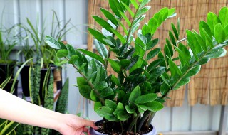 金钱树养植的小妙招 金钱树养植要怎么浇水呢