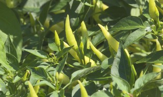 在家里种小米椒小技巧 种植小米椒的技巧