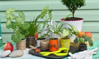 养绿色植物技巧 各种绿植的养护方法妙招
