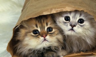 小猫吐了怎么办，小猫吐了怎么办?