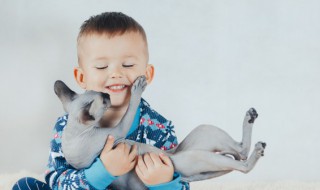 怎么抓猫（怎么抓猫咪比较安全）
