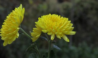 菊花有什么种类 菊花介绍