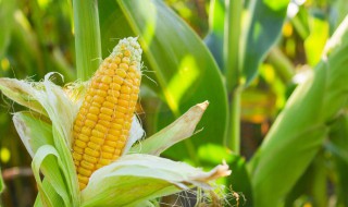 玉米种植三种方法 详解玉米的三种种植方法
