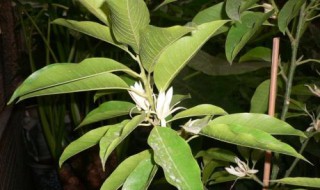 盆栽白兰花怎么养 盆栽白兰花养殖方法