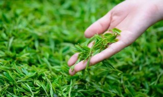 所有的茶都是清明时最好吗 是不是所有的茶都是清明时最好的