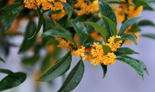 桂花花语及寓意 桂花花语及寓意简要说明