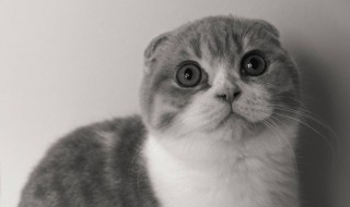 猫瘟怎么治（猫瘟能治好吗）