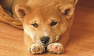 周公解梦梦见狗咬自己 周公解梦梦见狗咬自己怎么破解