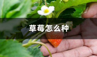 种植草莓最简单的方法 草莓如何养殖