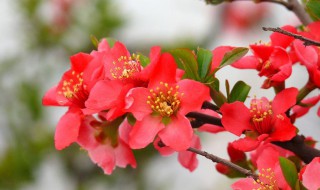 海棠花的养殖方法及禁忌 海棠花怎么养殖