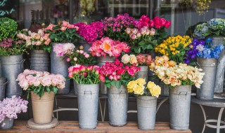 花木的修剪方法 花木的修剪方法介绍