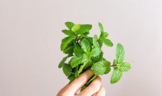 种薄荷要注意什么 薄荷种植方法和注意事项