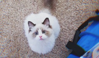 新手买猫怎么观察 新手买猫方法