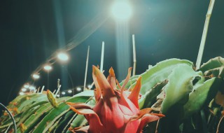 室内养花补光灯的方法 植物补光灯使用事项分享