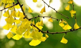 银杏的花语 银杏的花语及含义