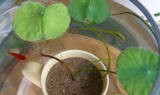 碗莲种植的方法 碗莲如何种植