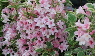 花叶锦带养殖方法 花叶锦带怎么养殖