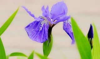紫色鸢尾花花语 什么是紫色鸢尾花花语