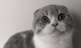 猫咪吐了怎么办（2个月的小猫咪吐了怎么办）