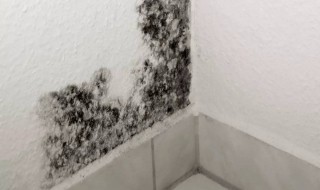 地下室墙面防霉妙招 地下室防潮防霉小妙招