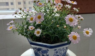 雏菊种植方法（雏菊种植方法视频教程）